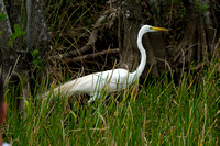 Everglades March 2009